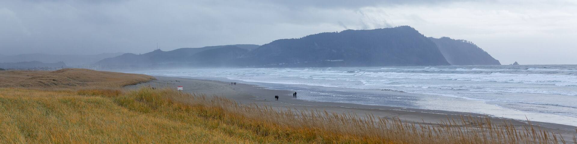 Gearhardt, Oregon, USA - 11/07/2022: Roosevelt Elk herd residing along the Oregon coast in Gearhart Beach, Oregon.