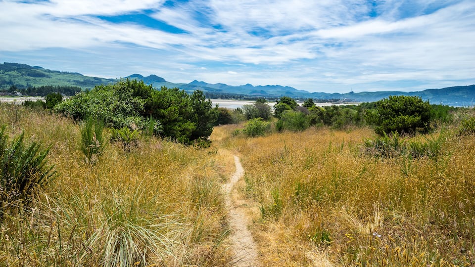 A dirt path through a grassy field with trees and mountains in the background.