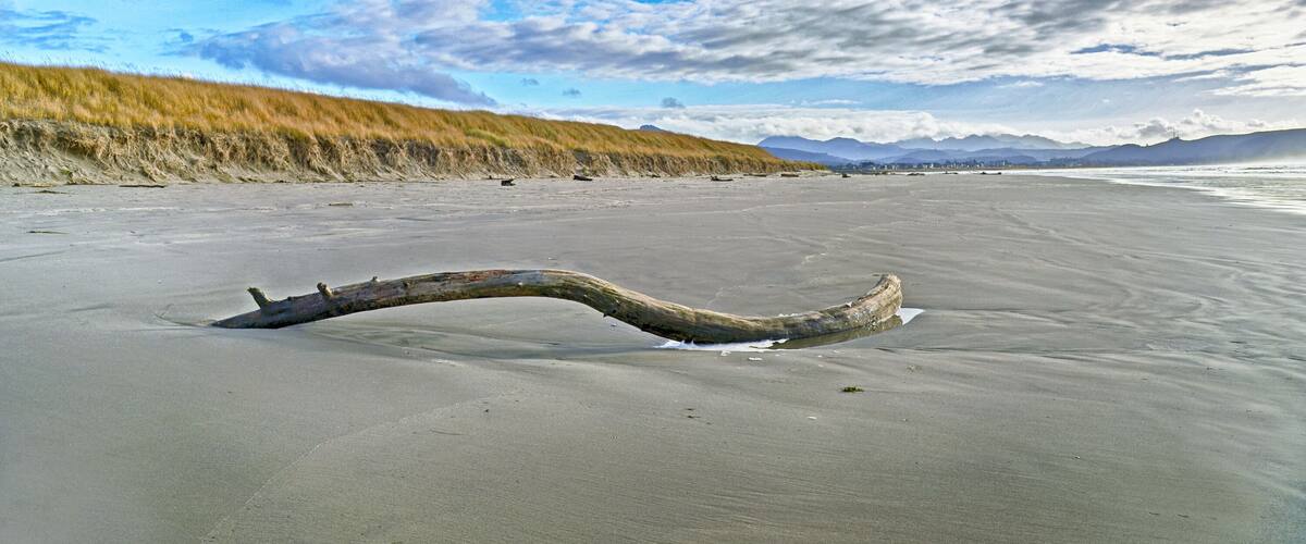 driftwood on a Gearhart Oregon beach