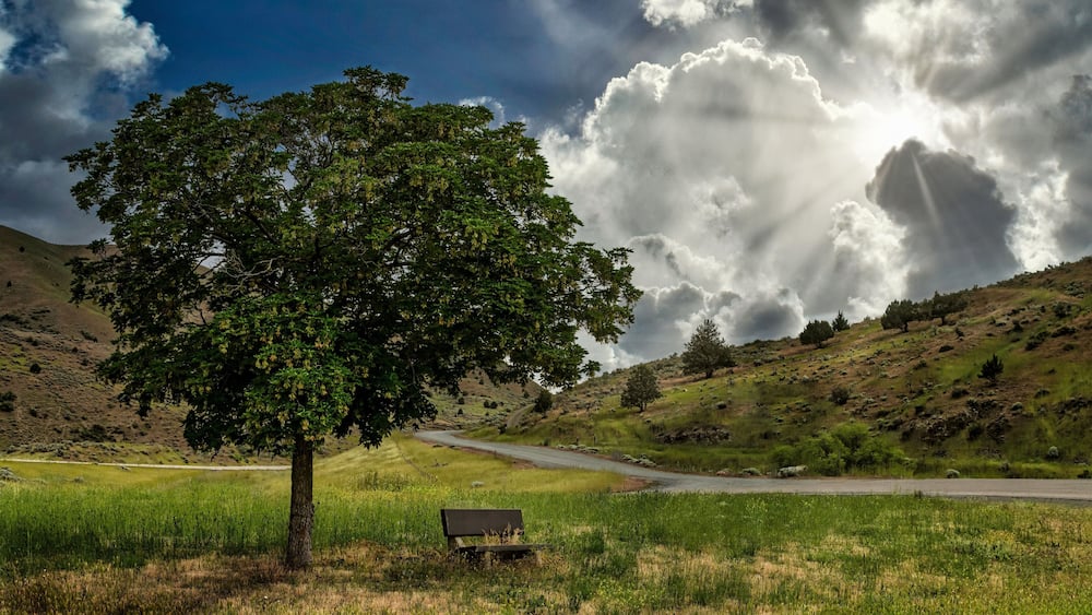 Beautiful shot of a lone tree and a park bench with clouds and bright sunlight - Huntington Oregon