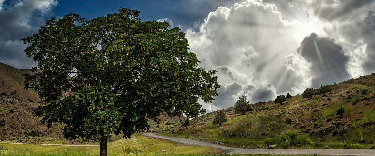 A tree-lined road with a bench in a grassy field under a cloudy sky.