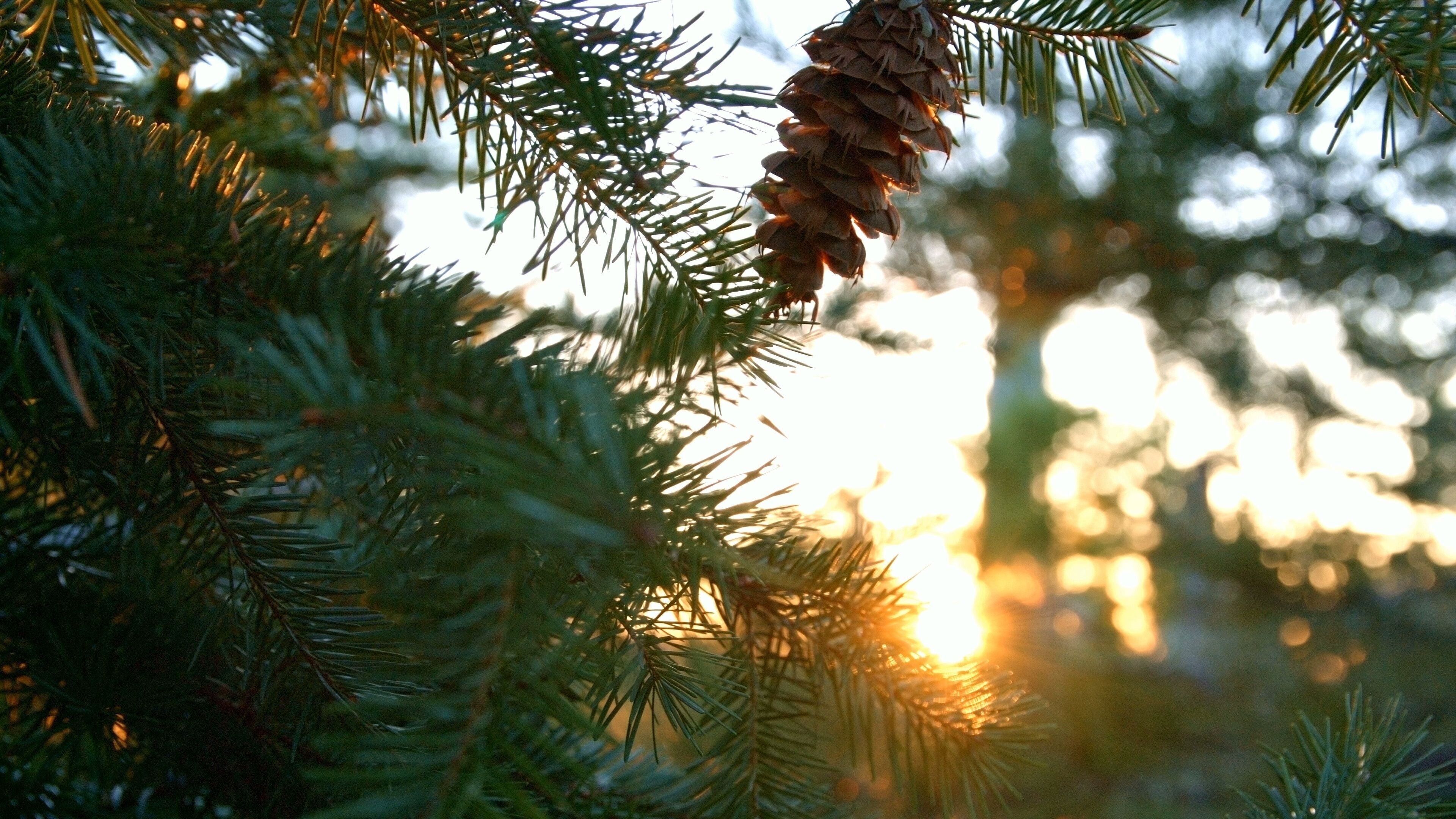 La Pine