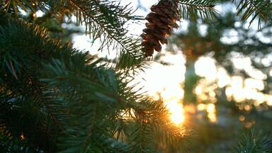 Sunburst lens flare and evergreen pine forest macro detail glowing mountain sunset 3 Mt. Hood Spring Forest Oregon Cascade Mountains