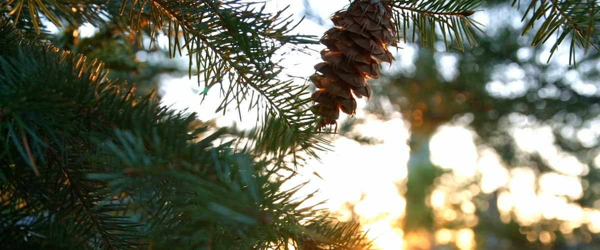 Pine branches with a pine cone and sunlight filtering through.