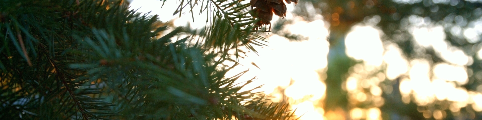 Pine branches with a pine cone and sunlight filtering through.