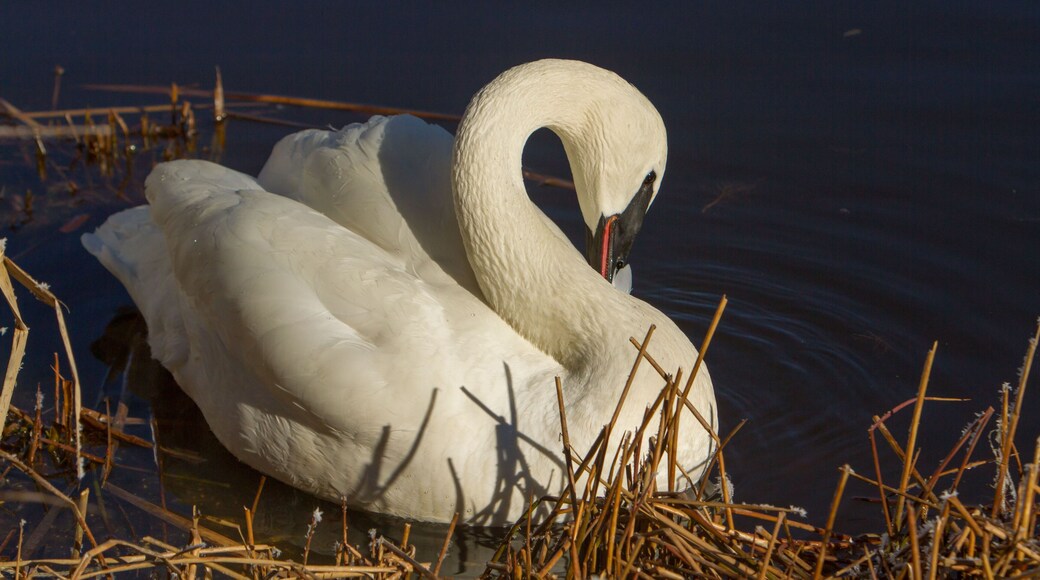 A trumpeter swan pereening its fethers in a river near Sunriver, Oregon.