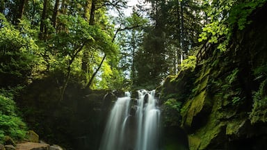 McDowell Creek, Mystic Falls. Had a great hike and was rewarded with this beautiful image.
#bthroughthelens #Oregon #waterfalls #green