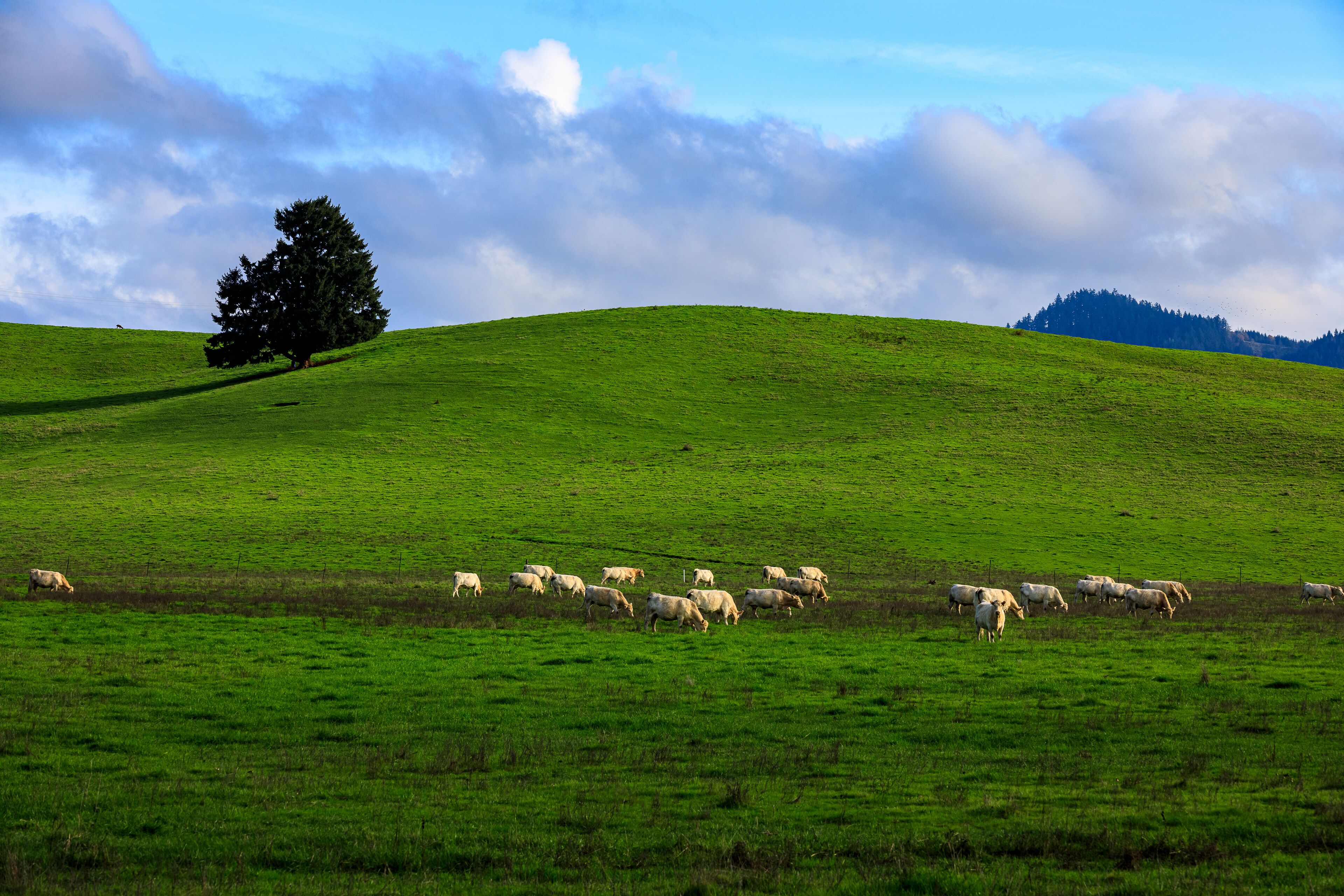 Peaceful Pastoral Scene with Livestock in Open Field