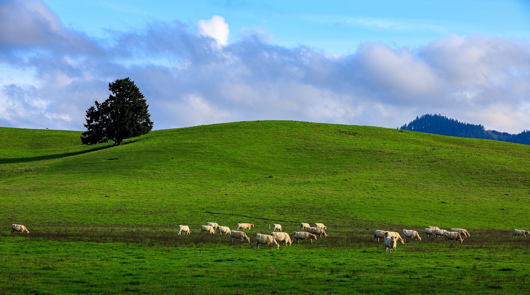 Peaceful Pastoral Scene with Livestock in Open Field