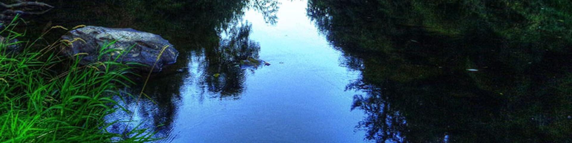 Quiet coastal river perfect for swimming and tubing in the summer. Harbor seals have been spotted over 25 miles upriver, and seeing one while swimming can cause a spook.