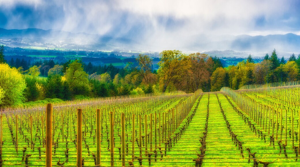 Spring showers in the Vineyards of Yamhill County