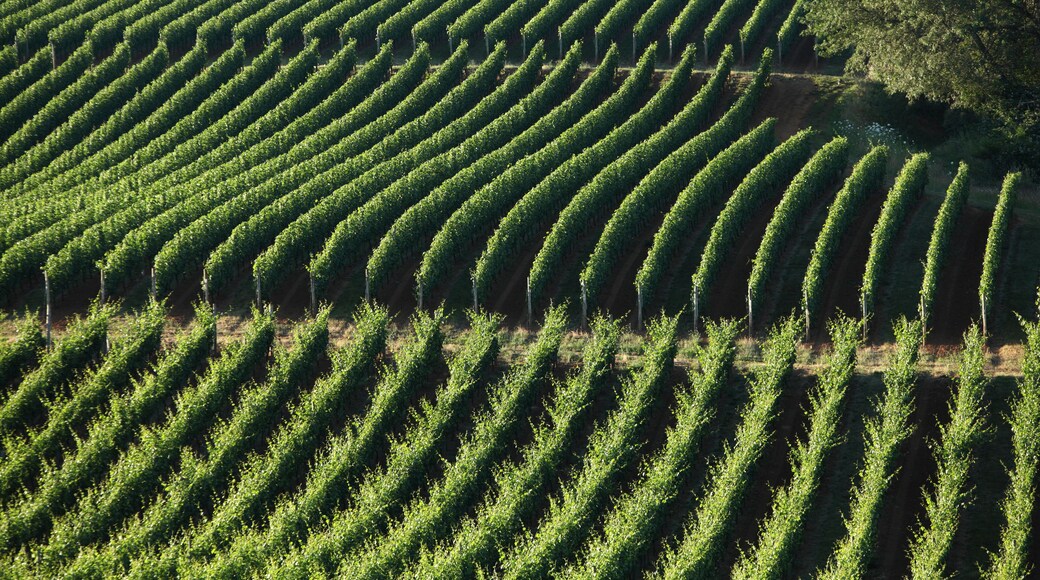 Lazy River Vineyards in Oregon.