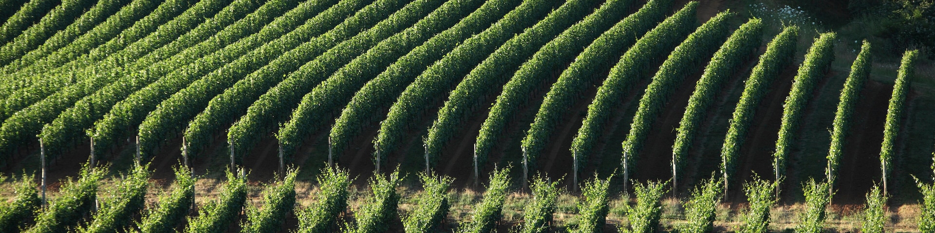 Lazy River Vineyards in Oregon.