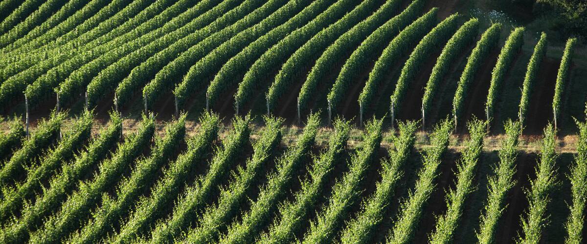A vineyard with rows of grapevines.
