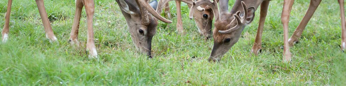 Whitetail Bucks & Doe Grazing Together