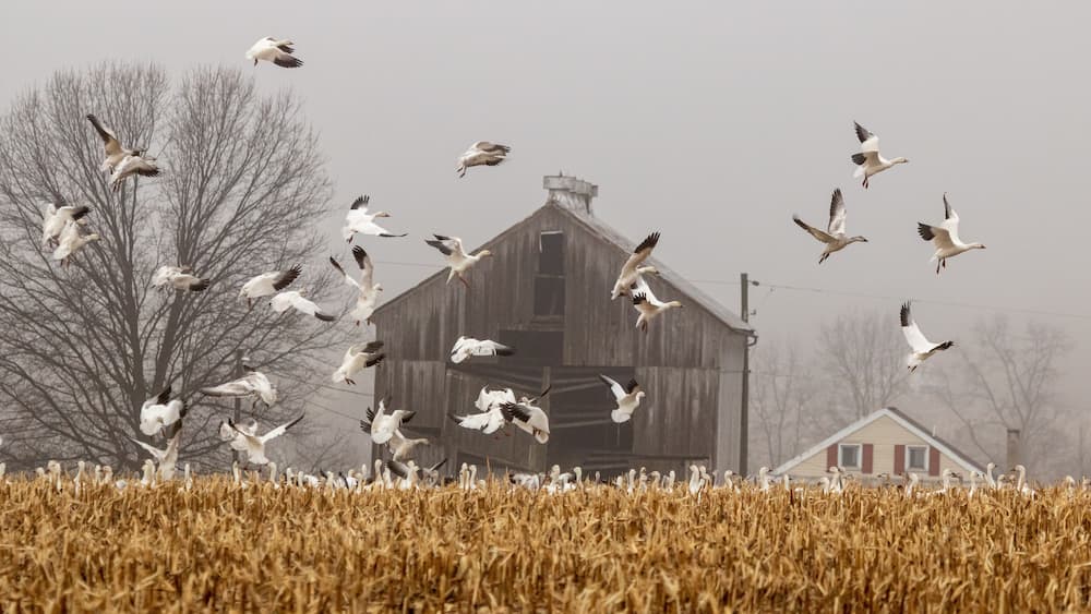 Snow Geese land to feed in a harvested corn field in Eastern Pennsylvania during the Spring migration.