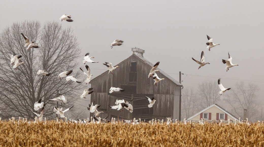 Snow Geese land to feed in a harvested corn field in Eastern Pennsylvania during the Spring migration.