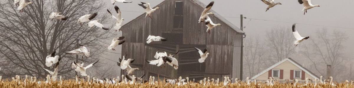 Snow Geese land to feed in a harvested corn field in Eastern Pennsylvania during the Spring migration.