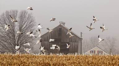 Snow Geese land to feed in a harvested corn field in Eastern Pennsylvania during the Spring migration.