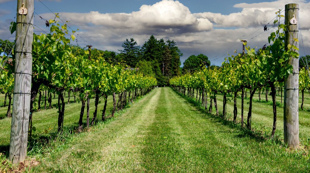Vineyard in Lehigh ValleyPennsylvania