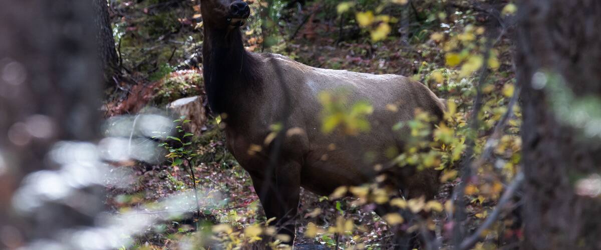 Elk grazing in forest