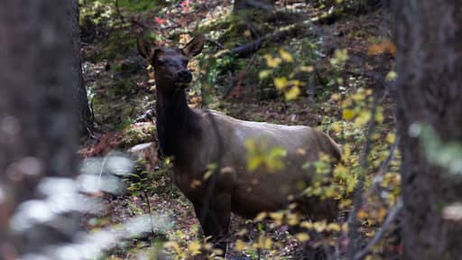 كانادينسيس