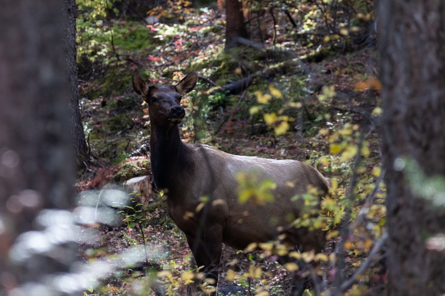 Elk grazing in forest