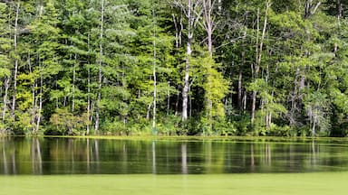 Panoramic view of lush green scenic nature preserve of Delaware Water Gap National Recreation Area in Pennsylvania .