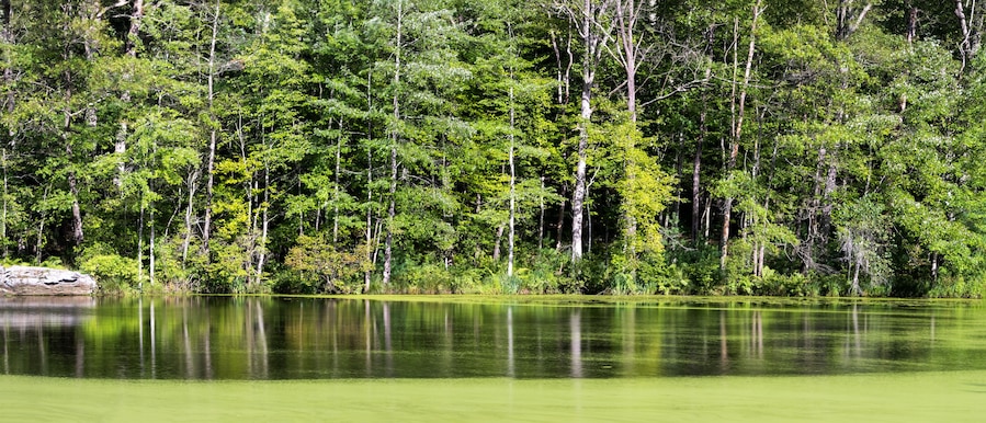 Panoramic view of lush green scenic nature preserve of Delaware Water Gap National Recreation Area in Pennsylvania .