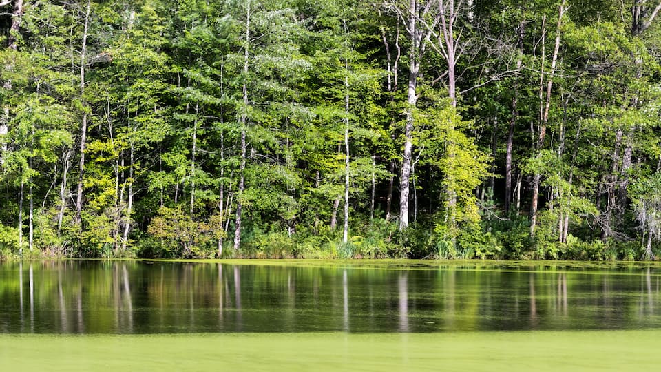 A calm lake surrounded by dense forest.