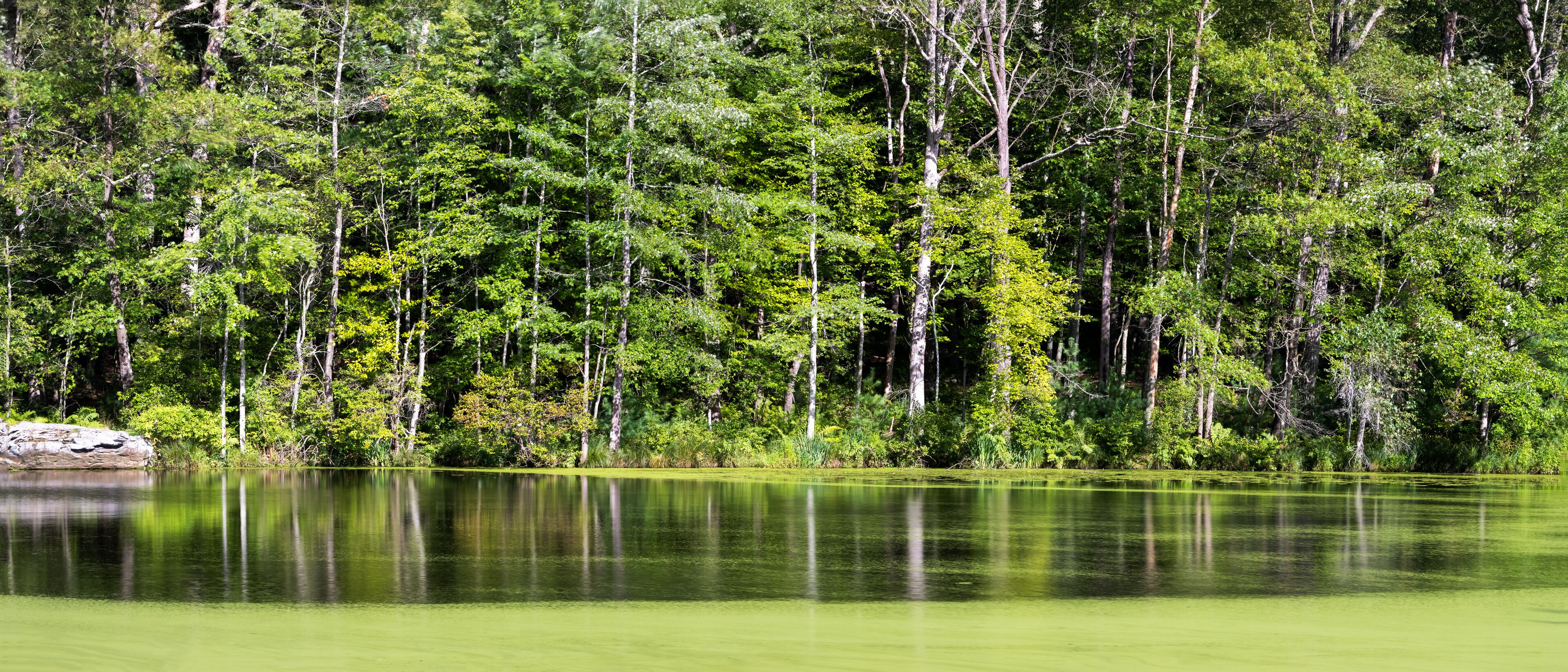 A calm lake surrounded by dense forest.