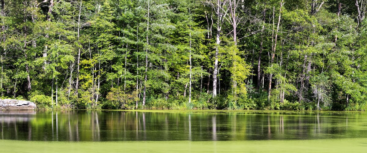 A calm lake surrounded by dense forest.