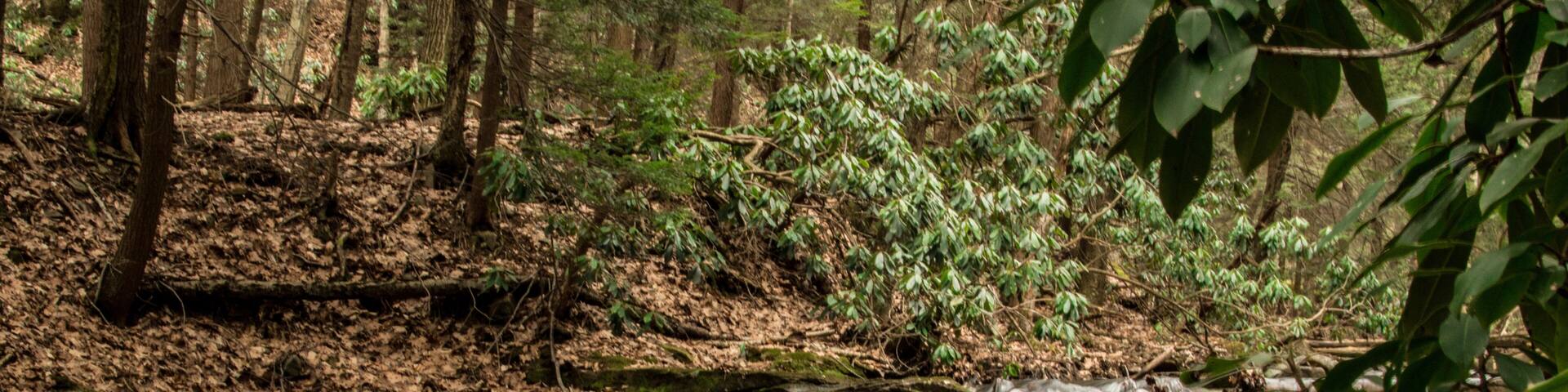 Mountain stream cascades over an outcrop