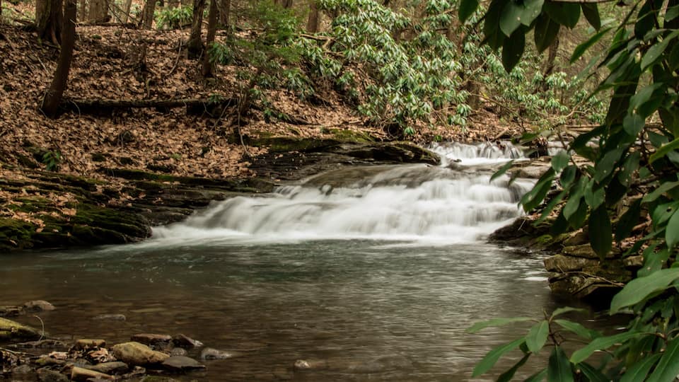 A forested area with a small waterfall and a stream.