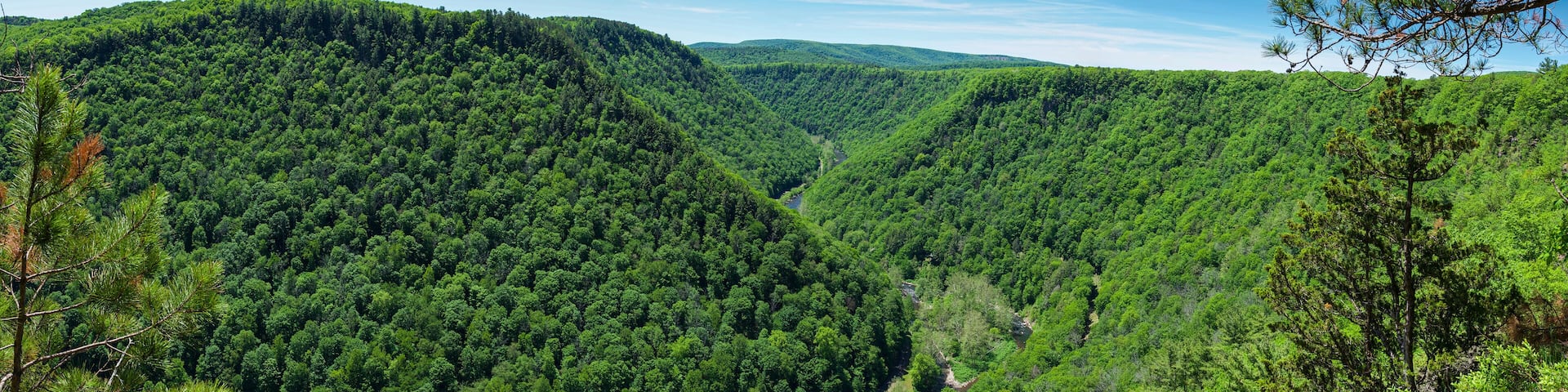 Panoramic view of green trees and plants in the Pine Creek Gorge, Pennsylvania, USA