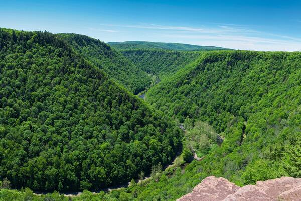Panoramic view of green trees and plants in the Pine Creek Gorge, Pennsylvania, USA
