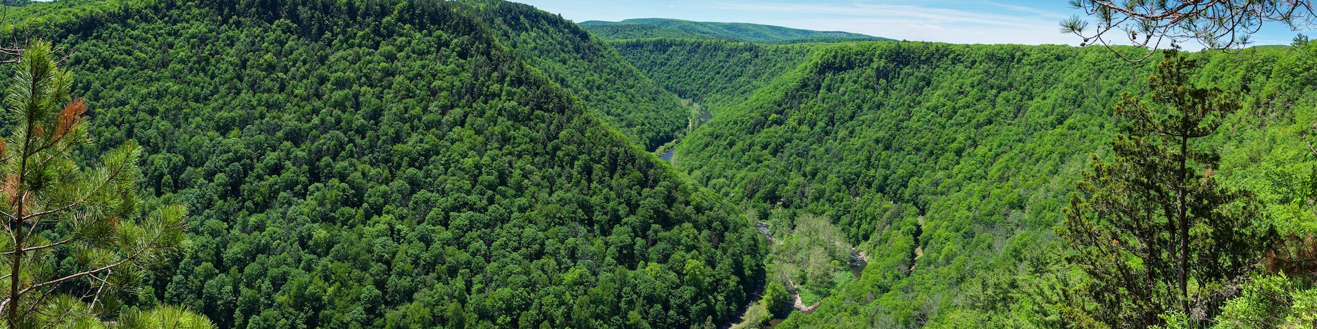 Panoramic view of green trees and plants in the Pine Creek Gorge, Pennsylvania, USA
