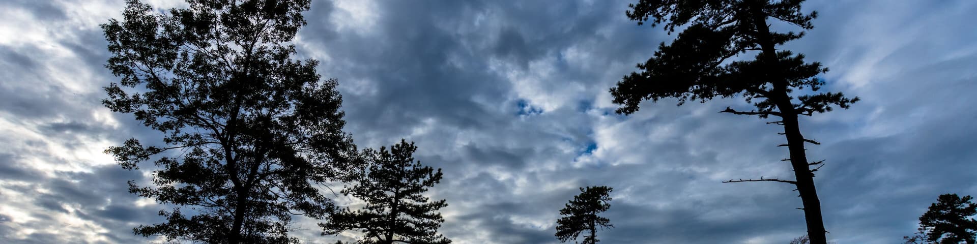 A forest with tall trees and a cloudy sky.