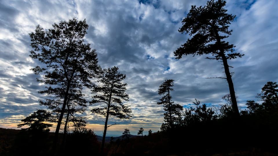 A forest with tall trees and a cloudy sky.