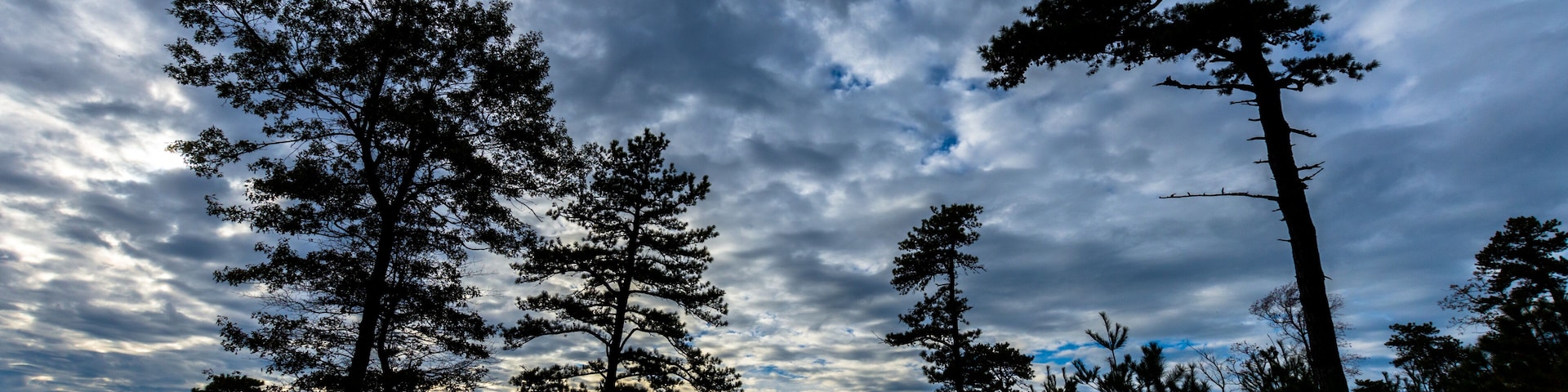 The Mountain Trees of Michaux State Forest in Pennsylvania in Fall