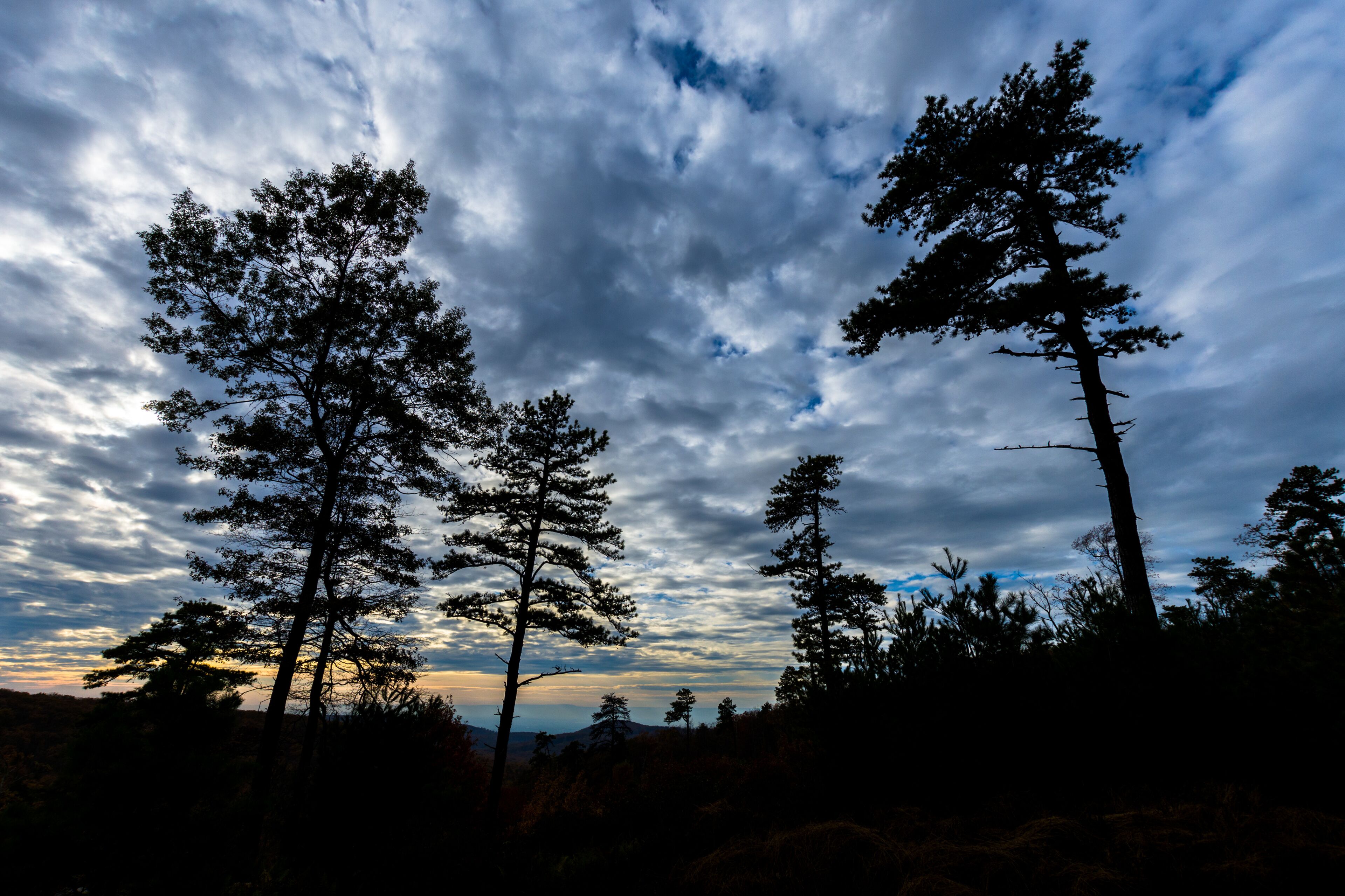 A forest with tall trees and a cloudy sky.
