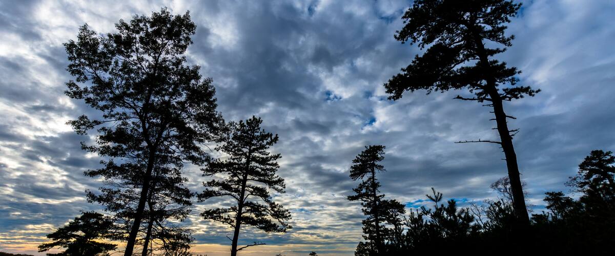 A forest with tall trees and a cloudy sky.