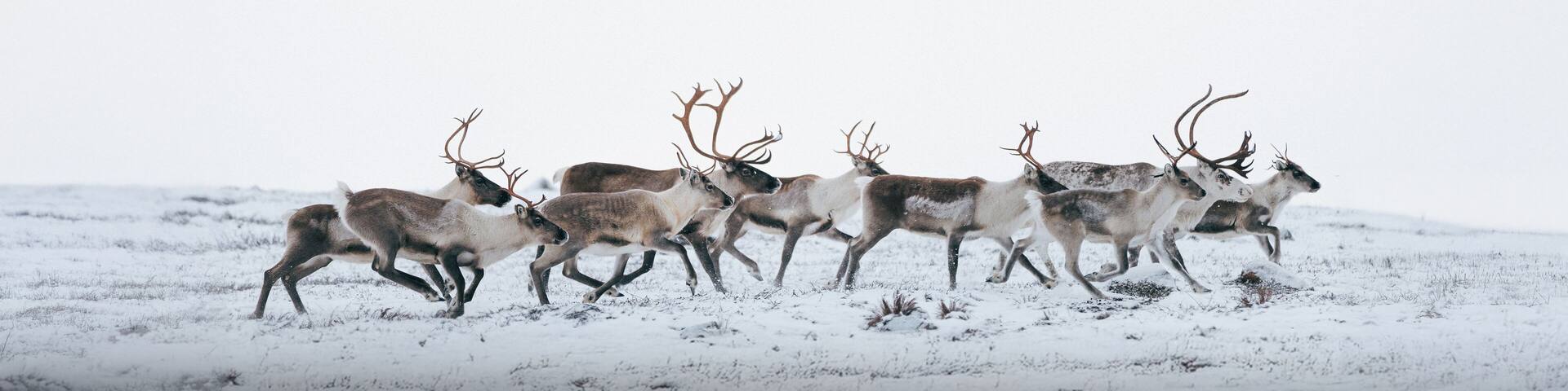 Heard of reindeer in Kirkenes, Norway
