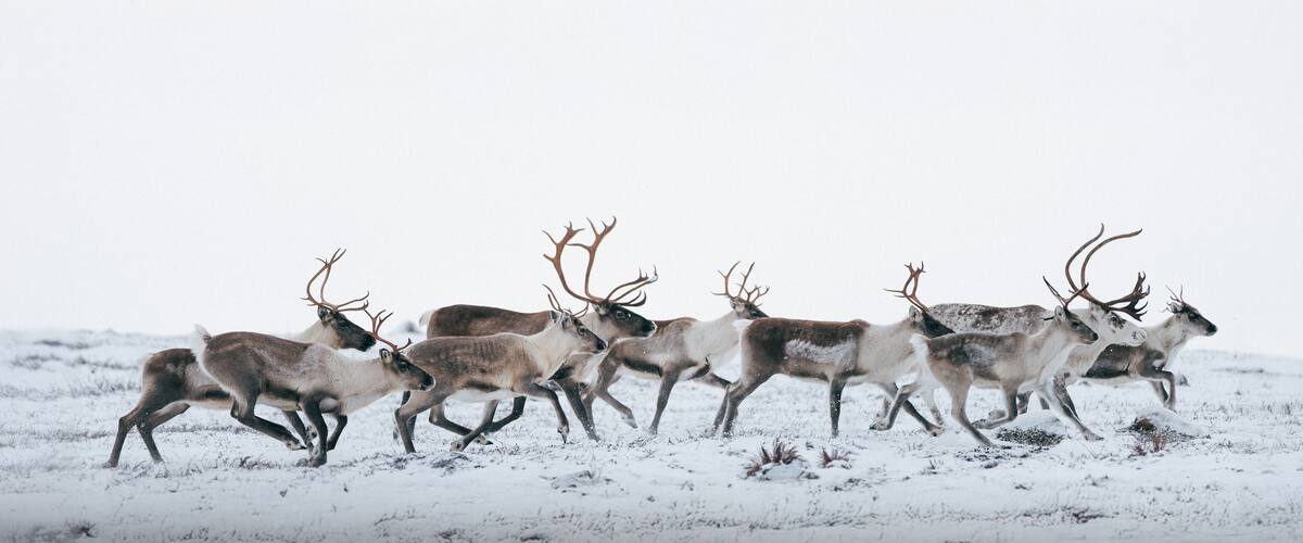 A group of reindeer running across a snowy landscape.