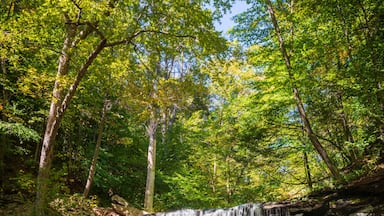 Beautiful Waterfall at Ricketts Glen State Park, in Columbia, Luzerne, and Sullivan counties in Pennsylvania
