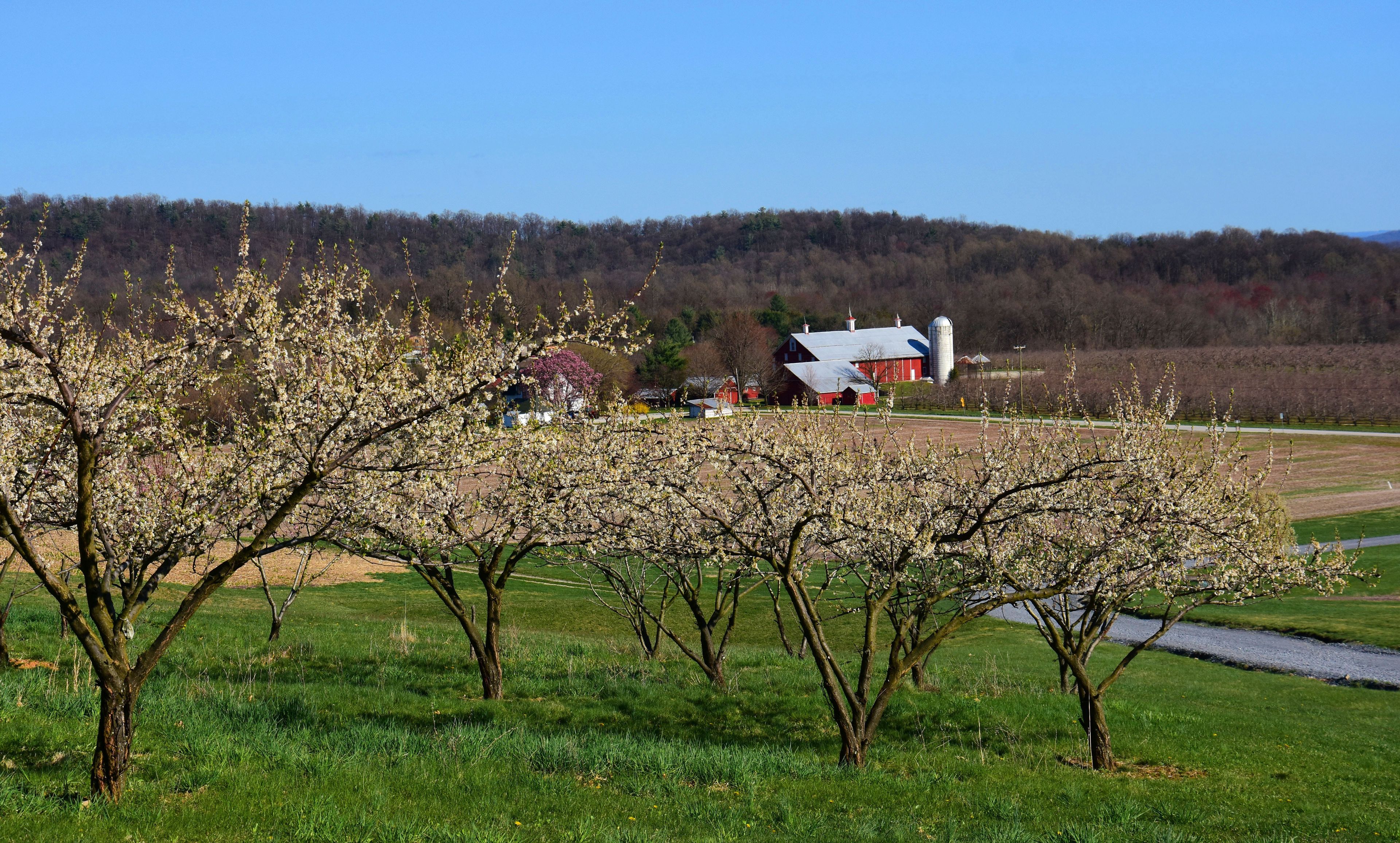 scenic farmhouse and valley in spring with blooming fruit trees in springtime, near gettysburg, pennsylvania