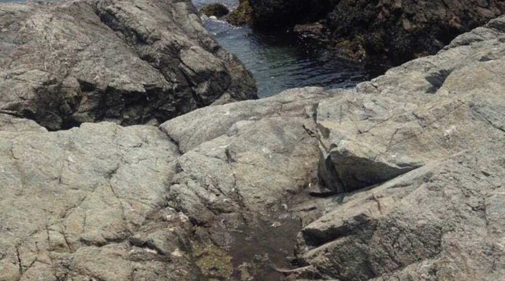 More of the seaweed and barnacle encrusted rocks. Most beautiful ocean vistas in RI, any time of year!