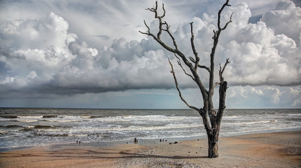 Oak tree submersed in water midday with storm clouds in the boneyard beach of Edisto Island, South Carolina