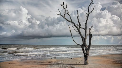 Oak tree submersed in water midday with storm clouds in the boneyard beach of Edisto Island, South Carolina