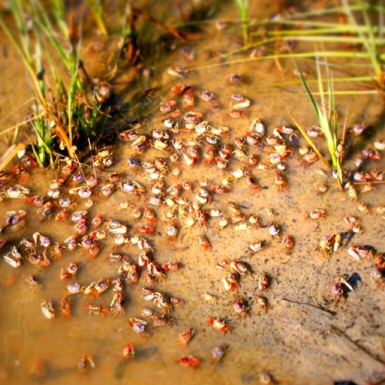 Little fiddler crabs scurrying around during the low tide.